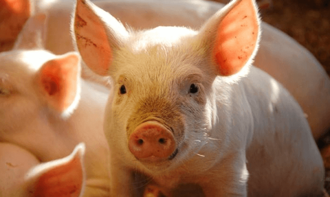 Giá lợn hơi hôm nay 18/8: Tại cả ba miền tiếp đà giảm nhẹ, đã có địa phương về mức 79.000 đồng/kg