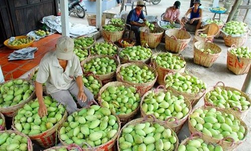 Trung Quốc tạm dừng nhập khẩu xoài Việt Nam